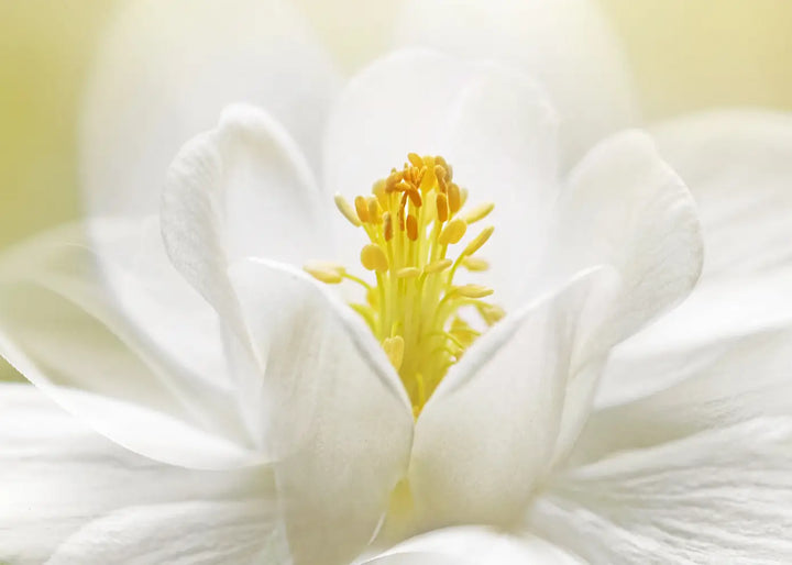 Ljuddämpande tavla  - White Blossom