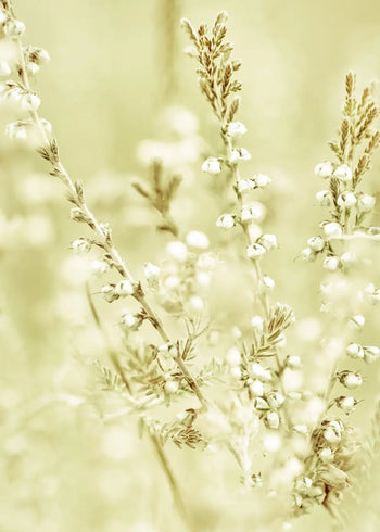 Ljuddämpande tavla - Wild Meadow Grass