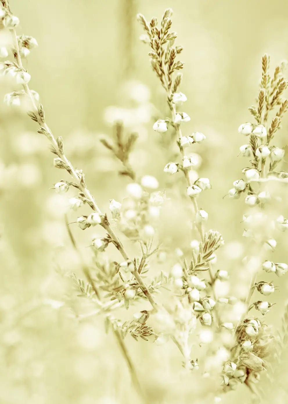 Ljuddämpande tavla - Wild Meadow Grass