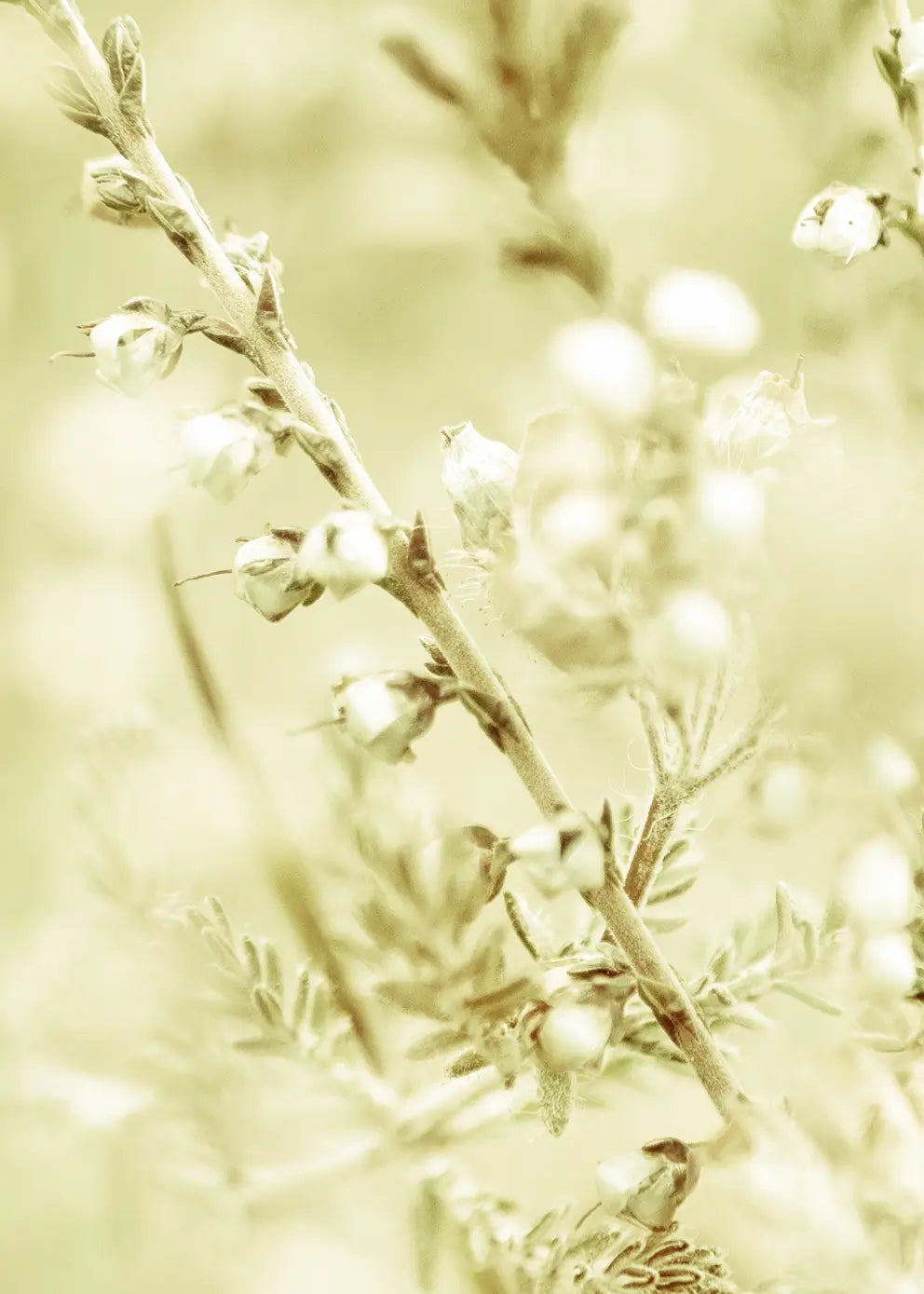 Ljuddämpande tavla - Wild Meadow Grass