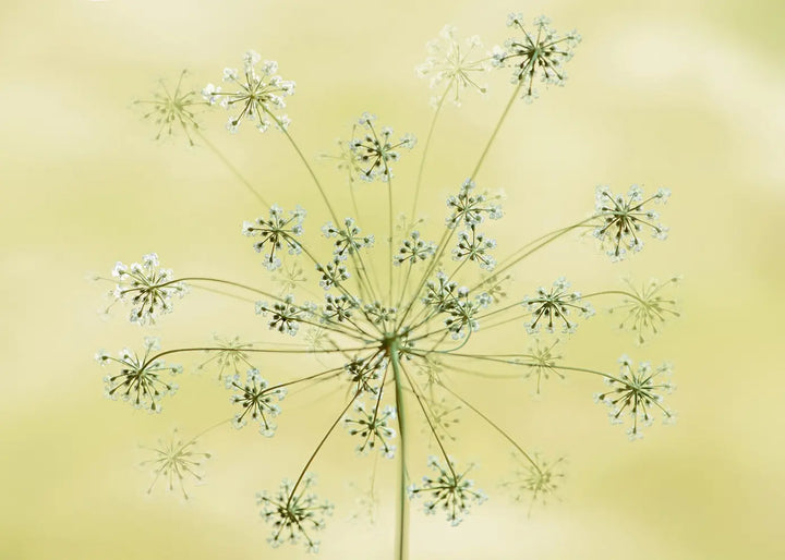 Ljuddämpande tavla - Dandelion Seeds