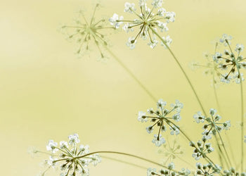 Ljuddämpande tavla - Dandelion Seeds