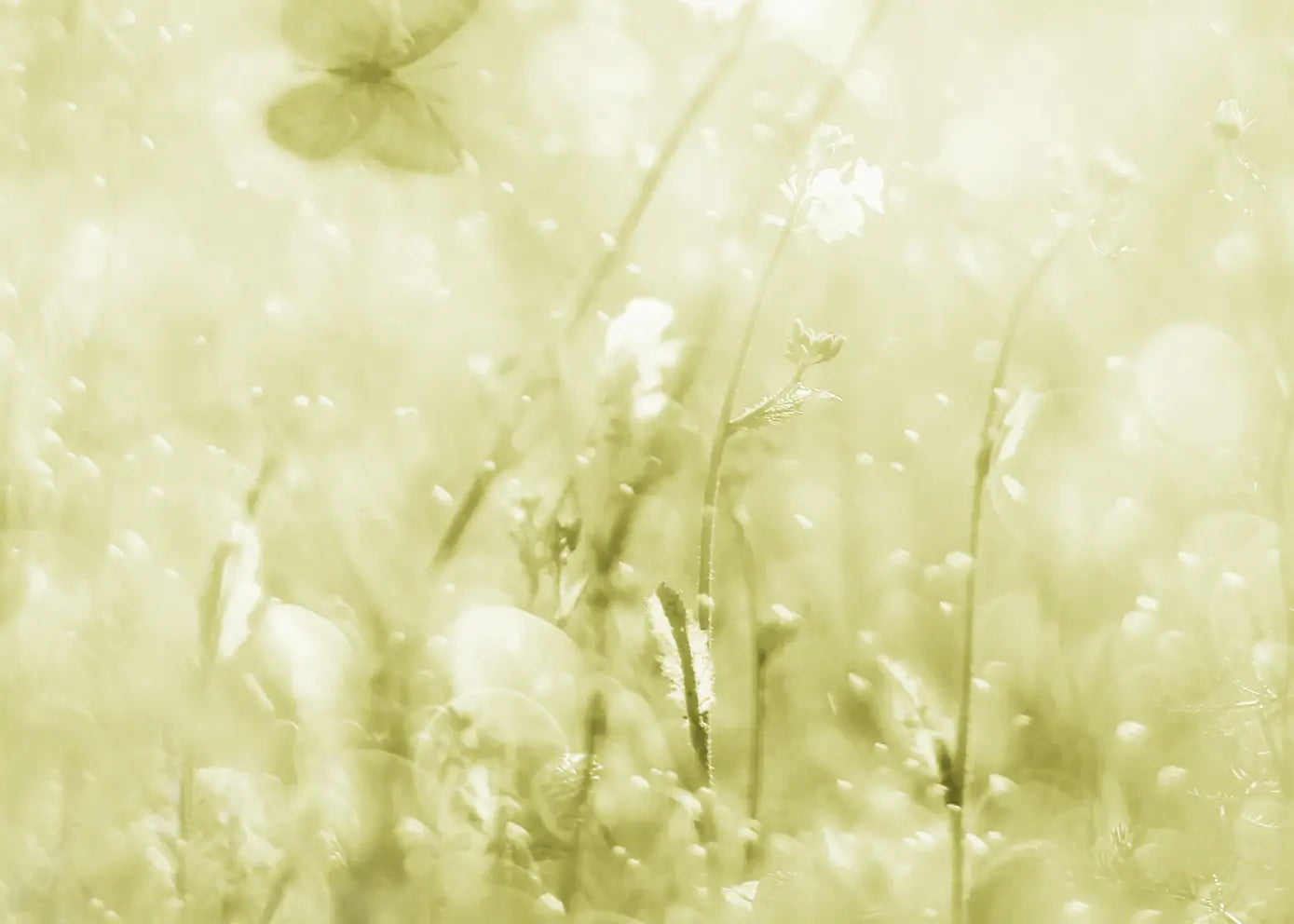 Ljuddämpande tavla - Morning Meadow