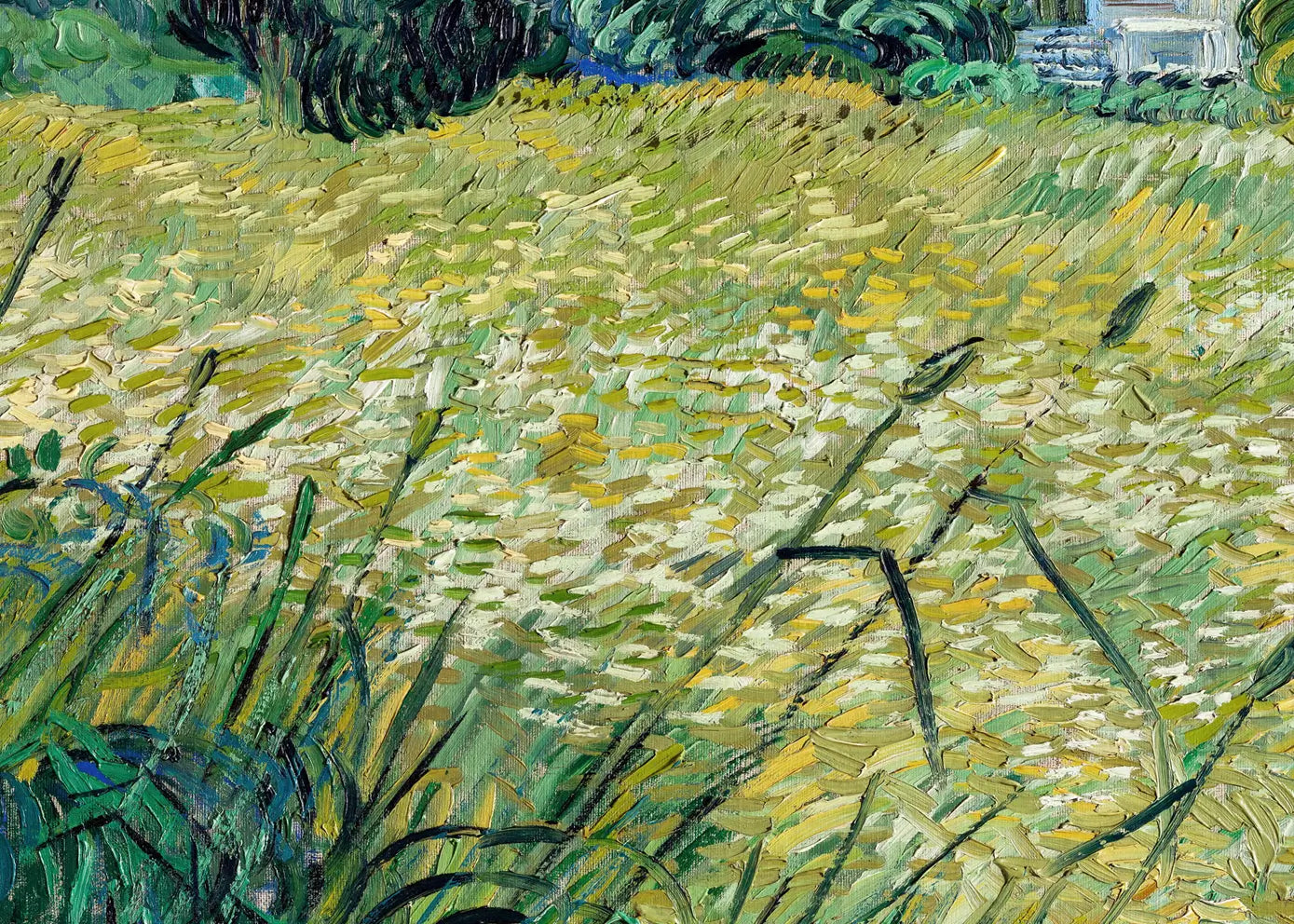 Ljuddämpande tavla - Green Wheat Field with Cypress