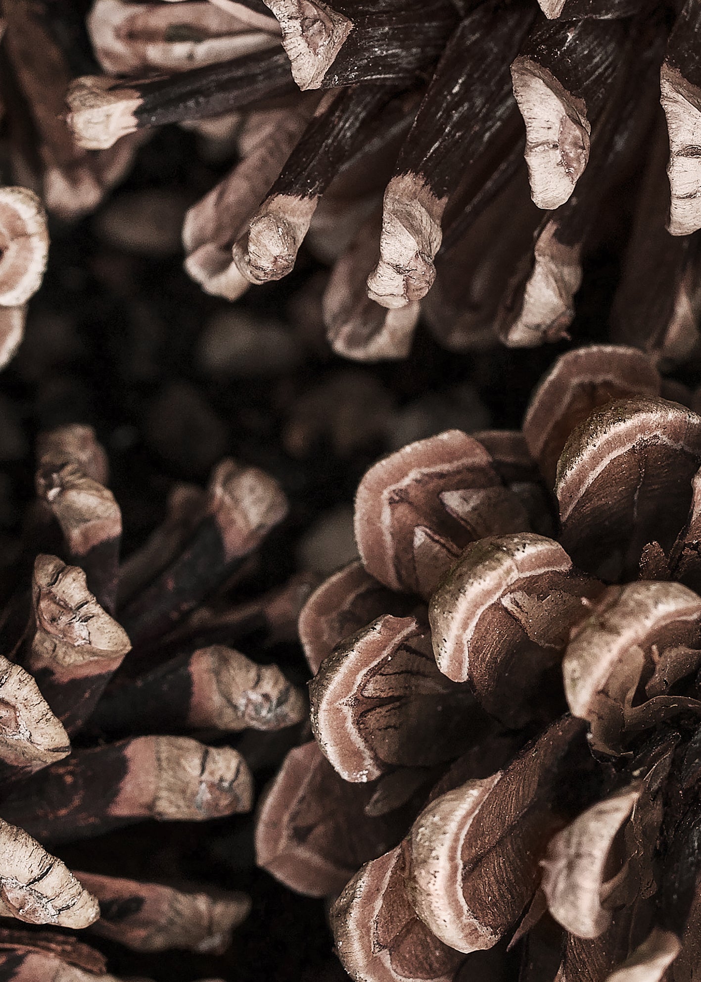 Canvastavla - Cones