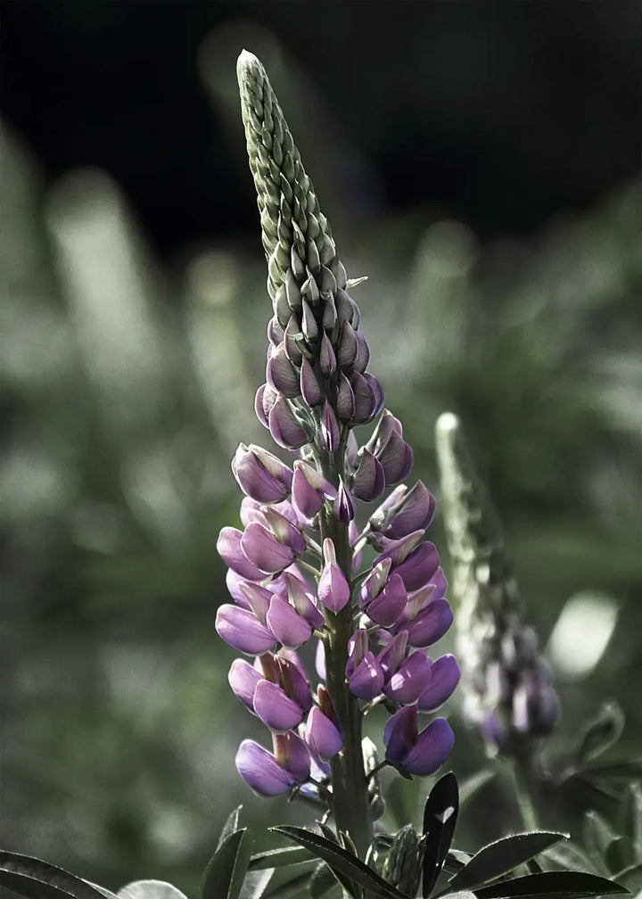 Poster - Lupine