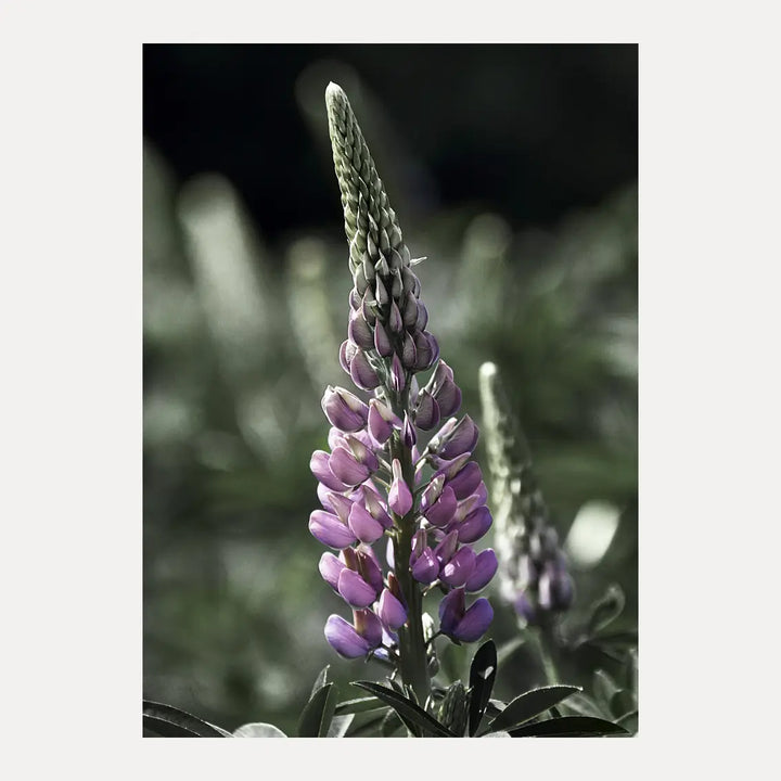 Poster - Lupine