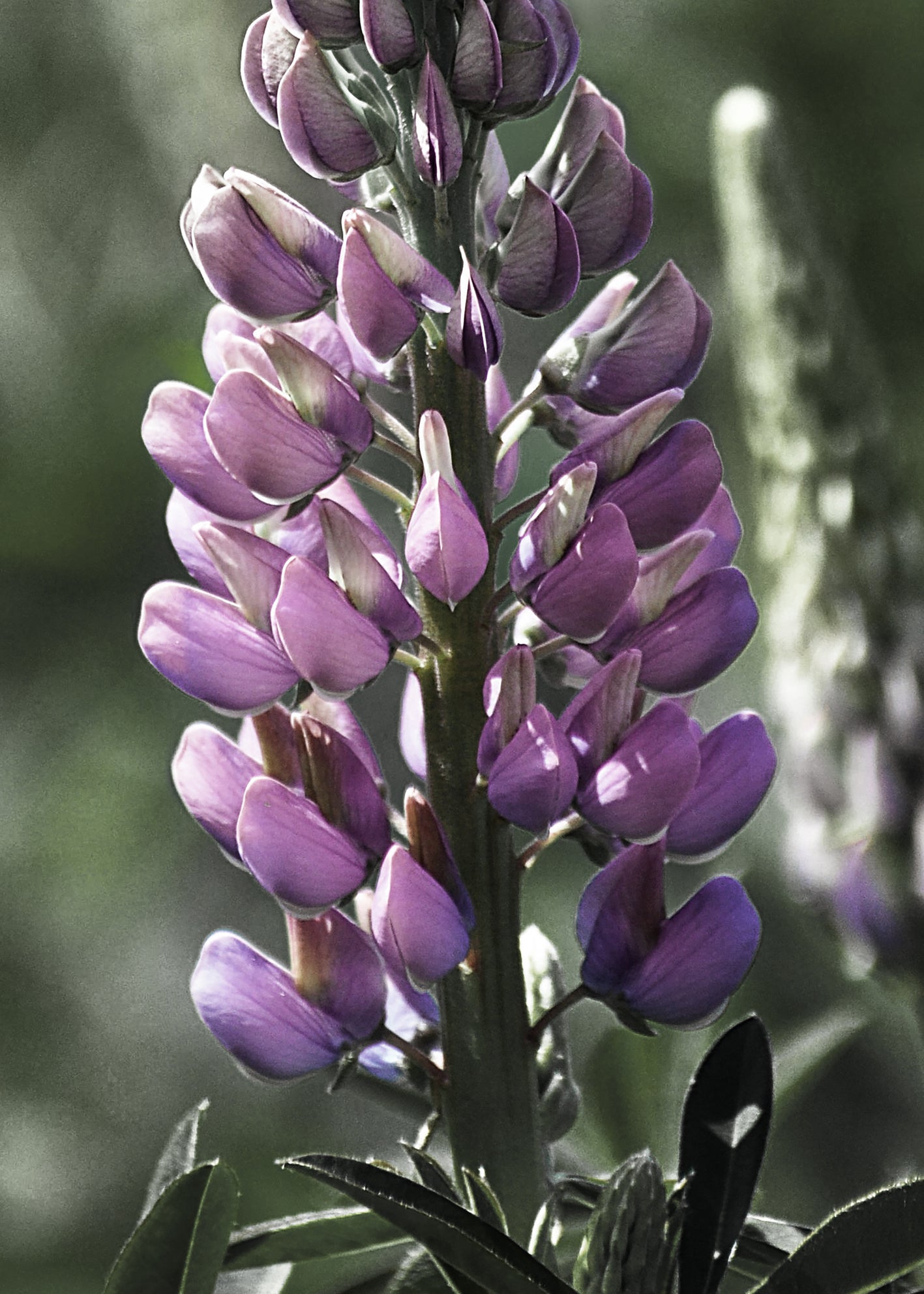 Canvastavla - Lupine