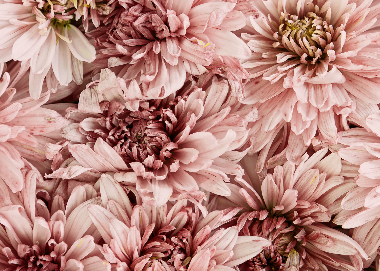 Canvastavla - Mums