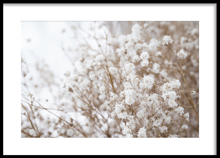 Poster - Dried flowers