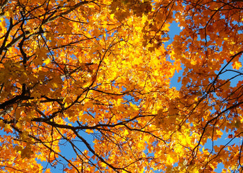 Canvastavla - Autumn leaf