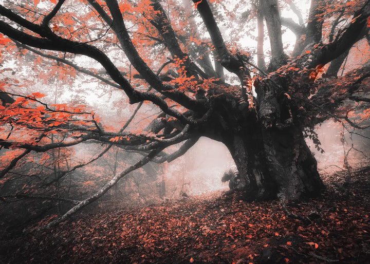 Poster - Roots of Autumn