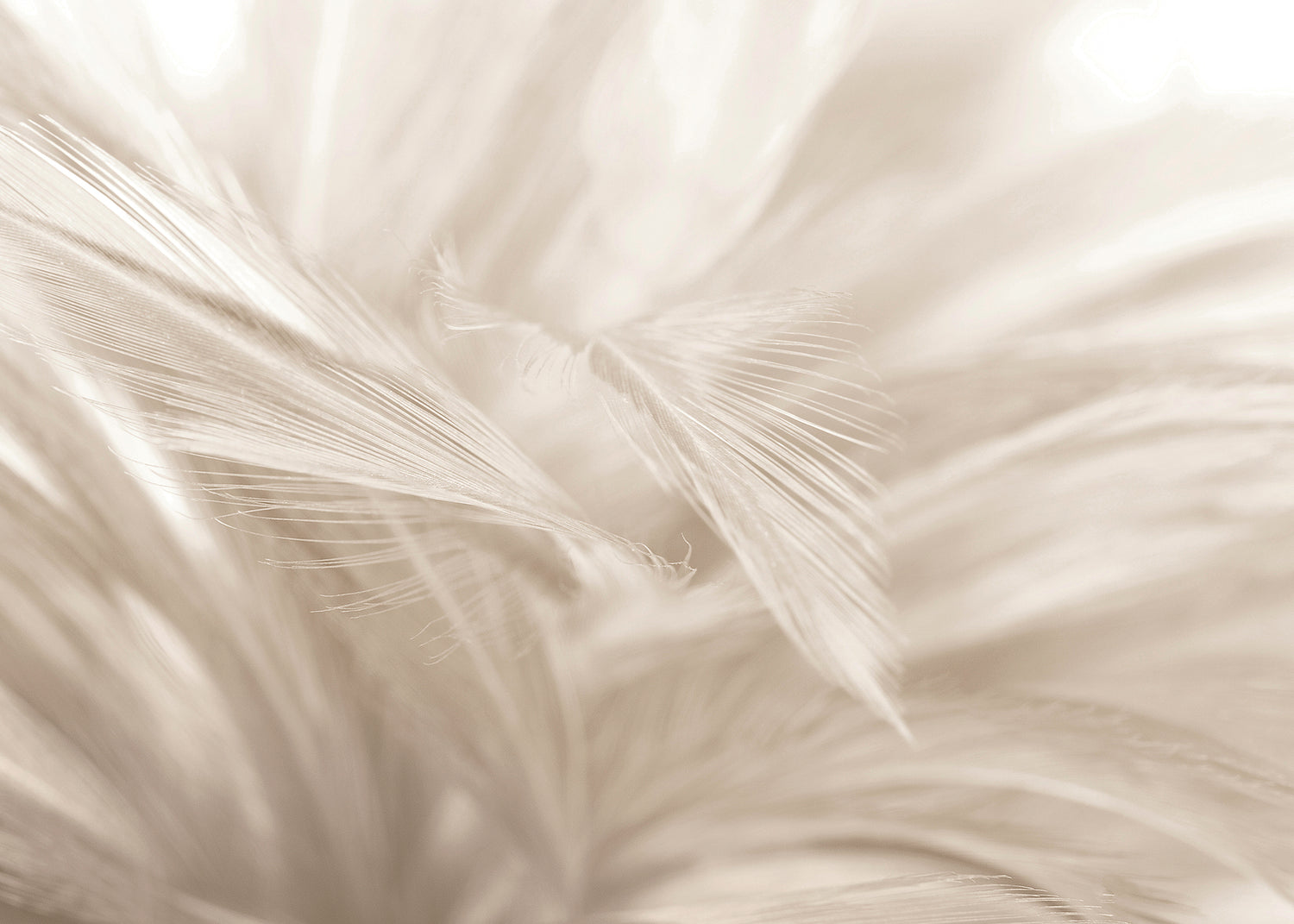 Canvastavla - Soft Feathers