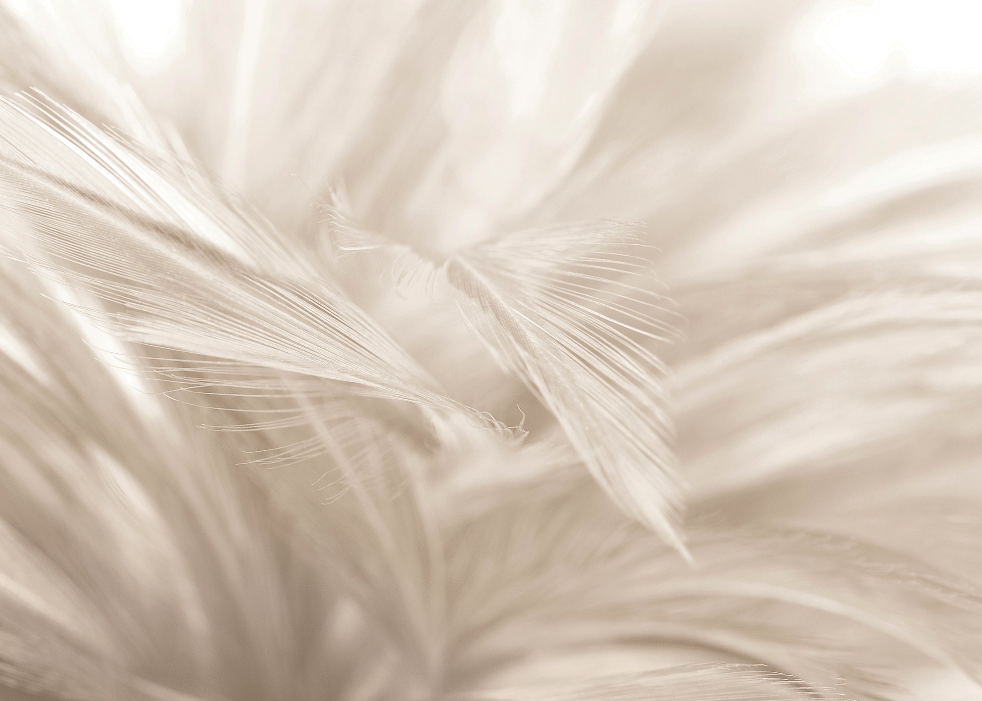 Canvastavla - Soft Feathers