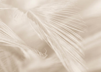 Canvastavla - Soft Feathers