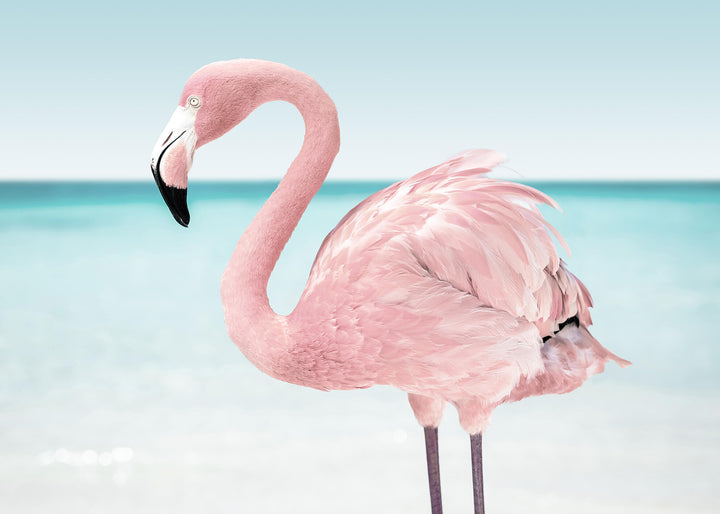 Canvastavla - Pink flamingo