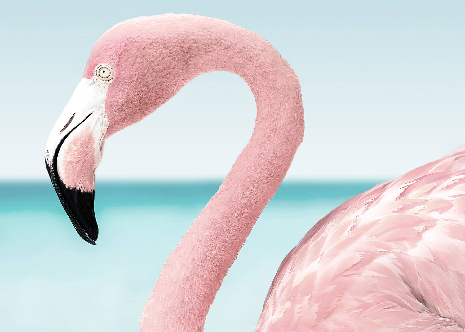 Canvastavla - Pink flamingo