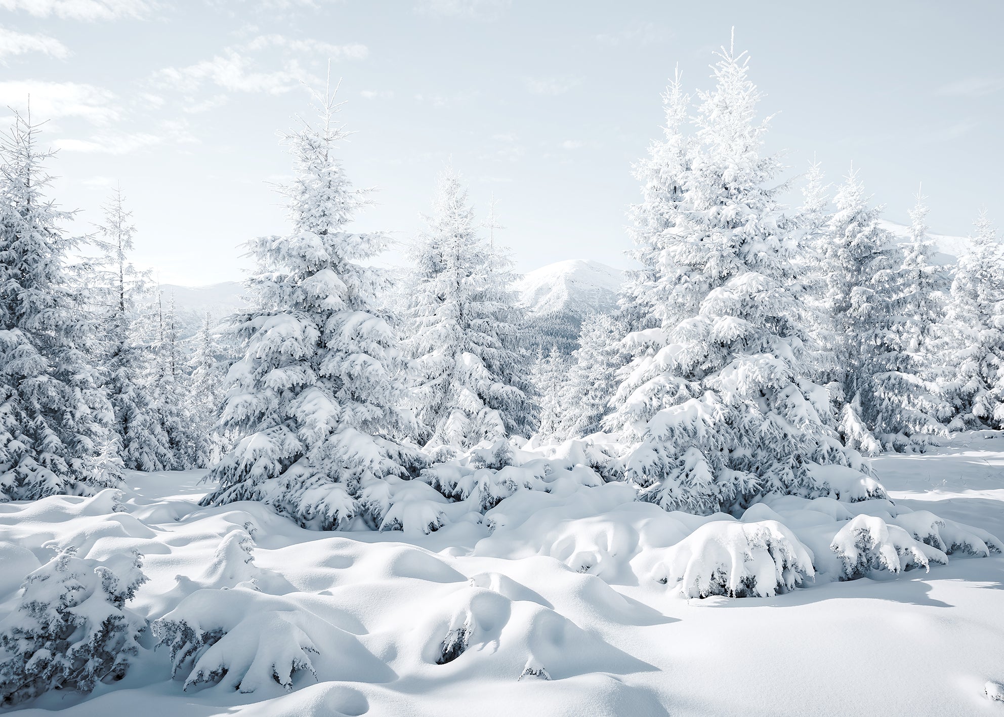Canvastavla - Spruces in Winter