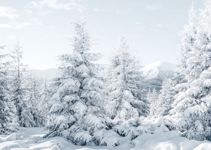 Canvastavla - Spruces in Winter