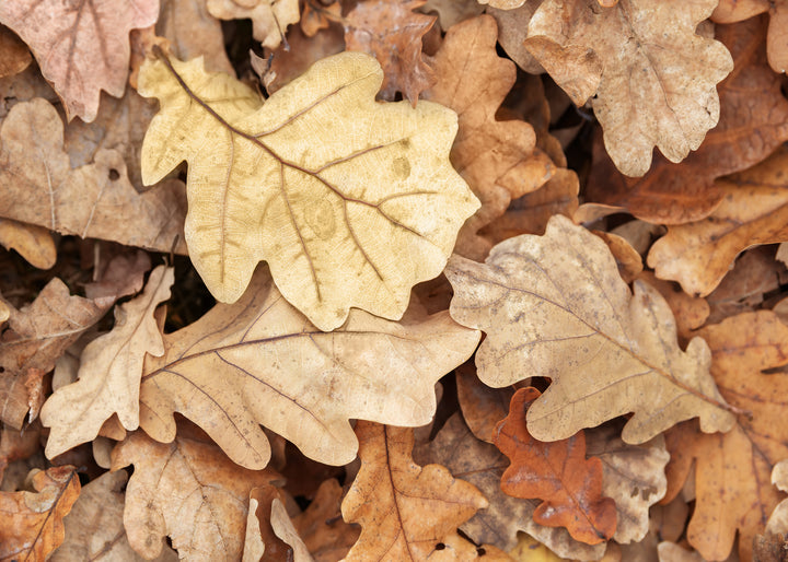Canvastavla - Nature's Tapestry