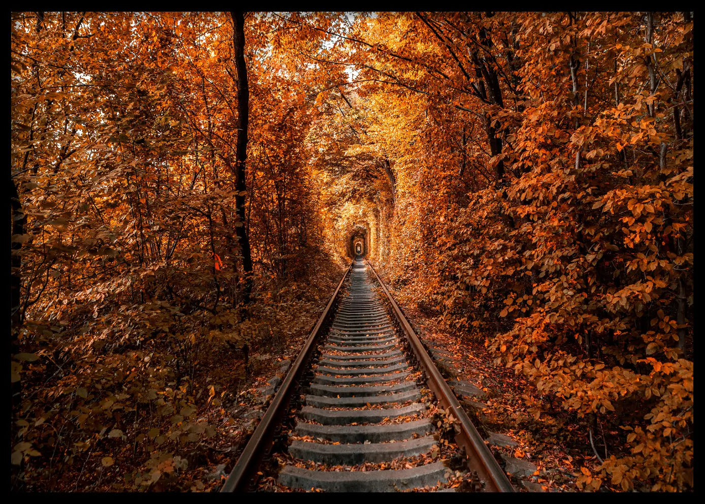 Poster - Tunnel of Autumn