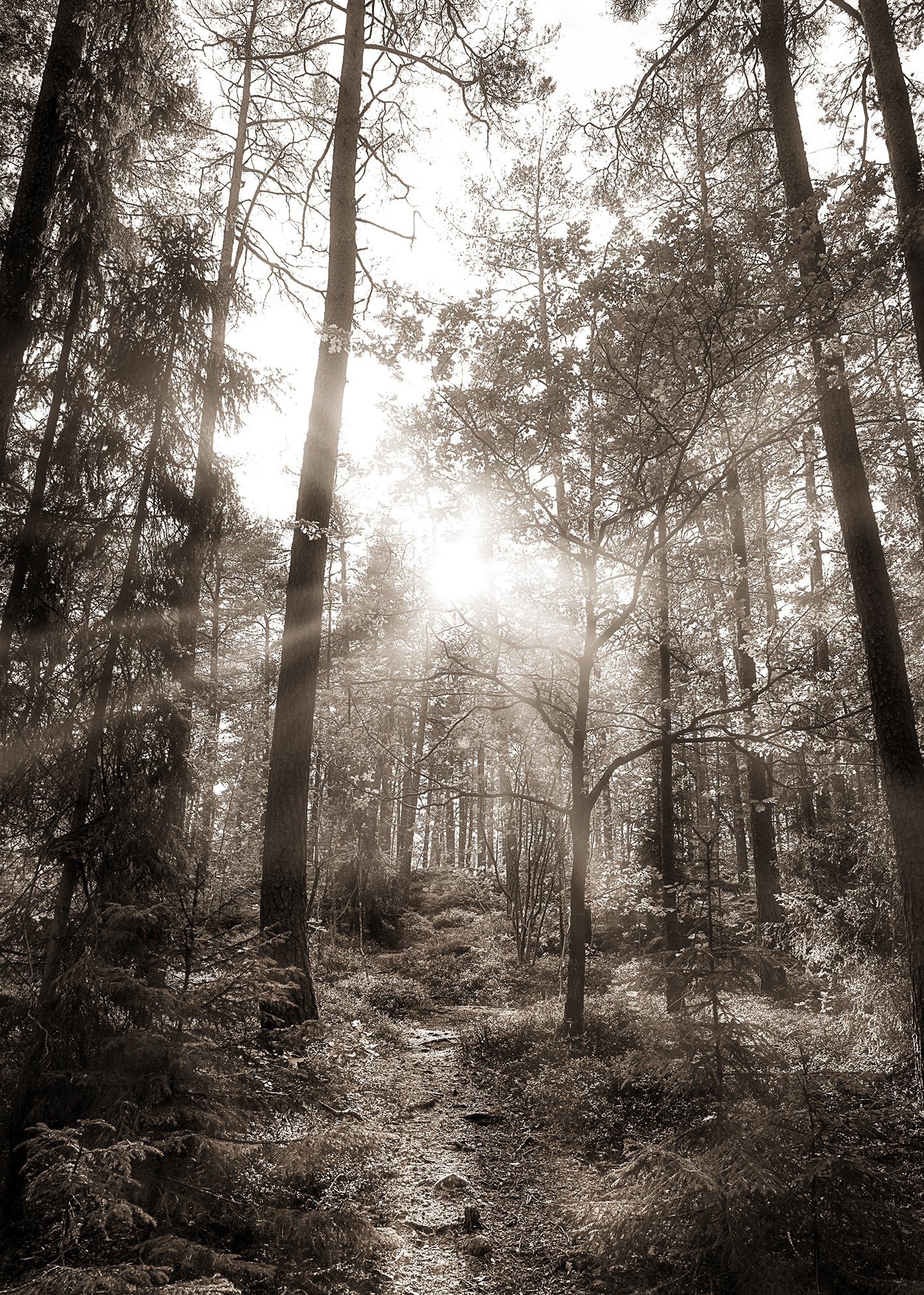 Canvastavla - Peaceful Forest