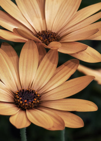 Canvastavla - Marguerite Blossoms