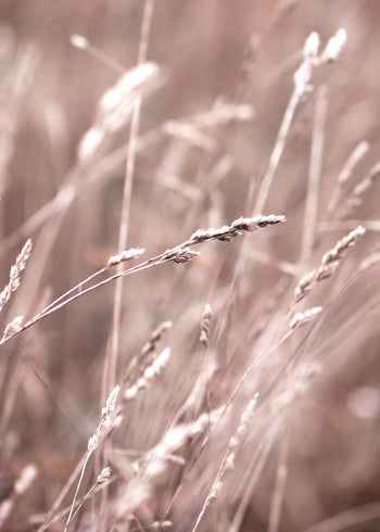 Ljuddämpande tavla -  Serene Grasslands