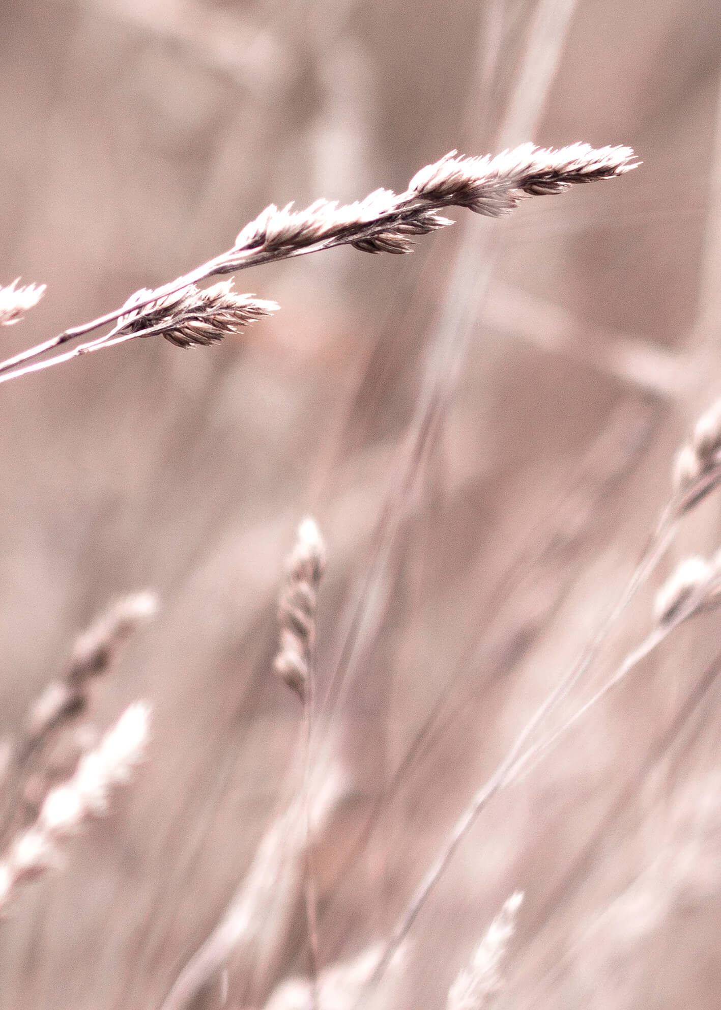 Canvastavla -  Serene Grasslands