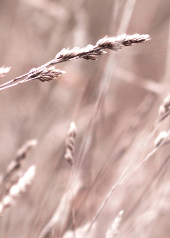 Ljuddämpande tavla -  Serene Grasslands