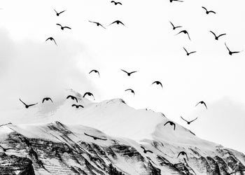 Canvastavla - Mountains & Birds