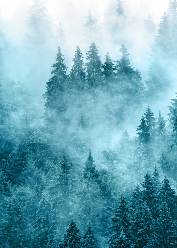 Poster - Forest in The Morning