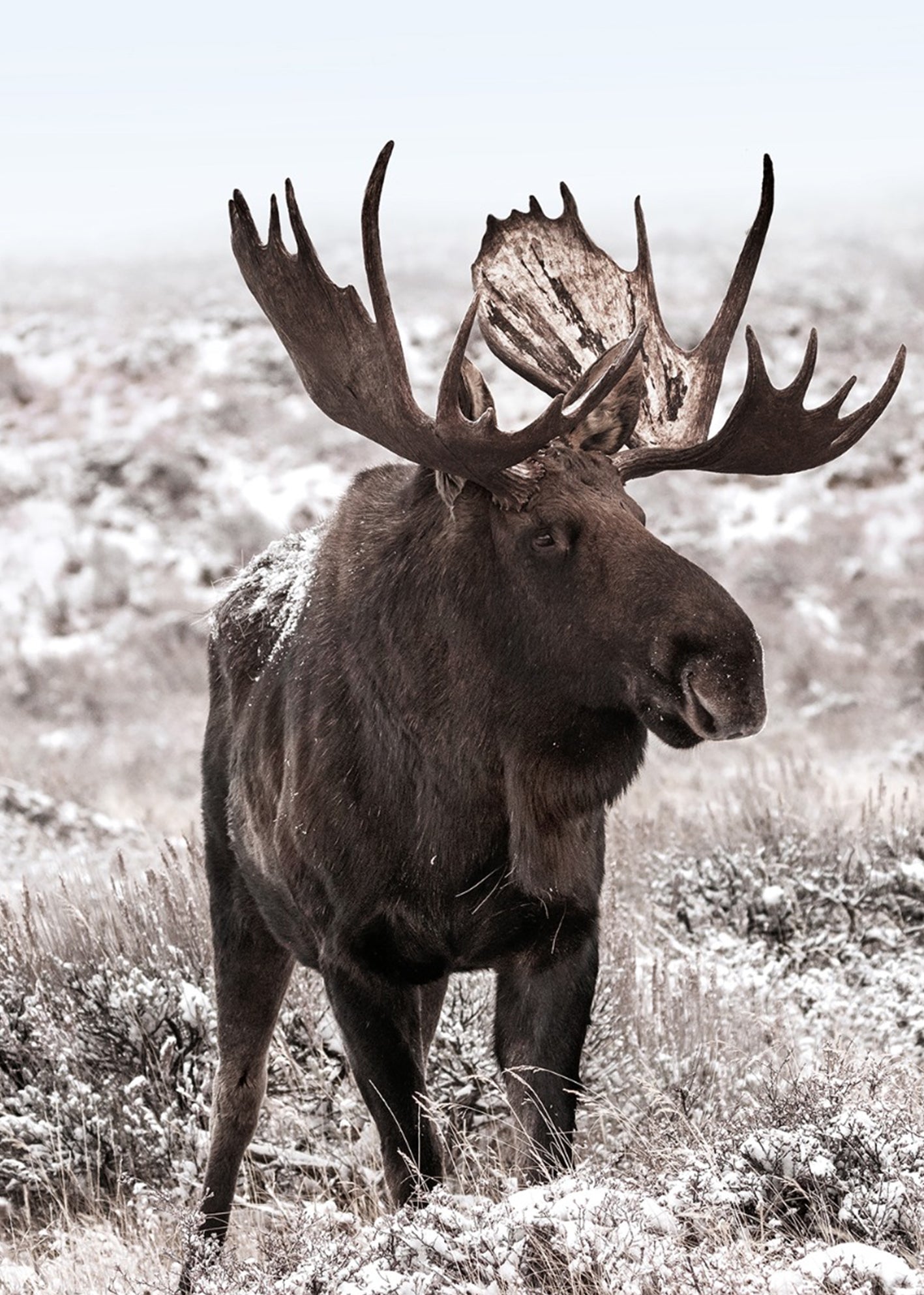 Tavla - Moose