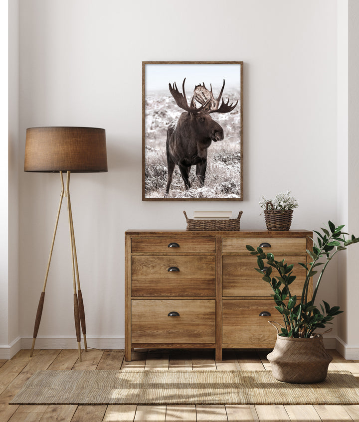 Poster - Moose