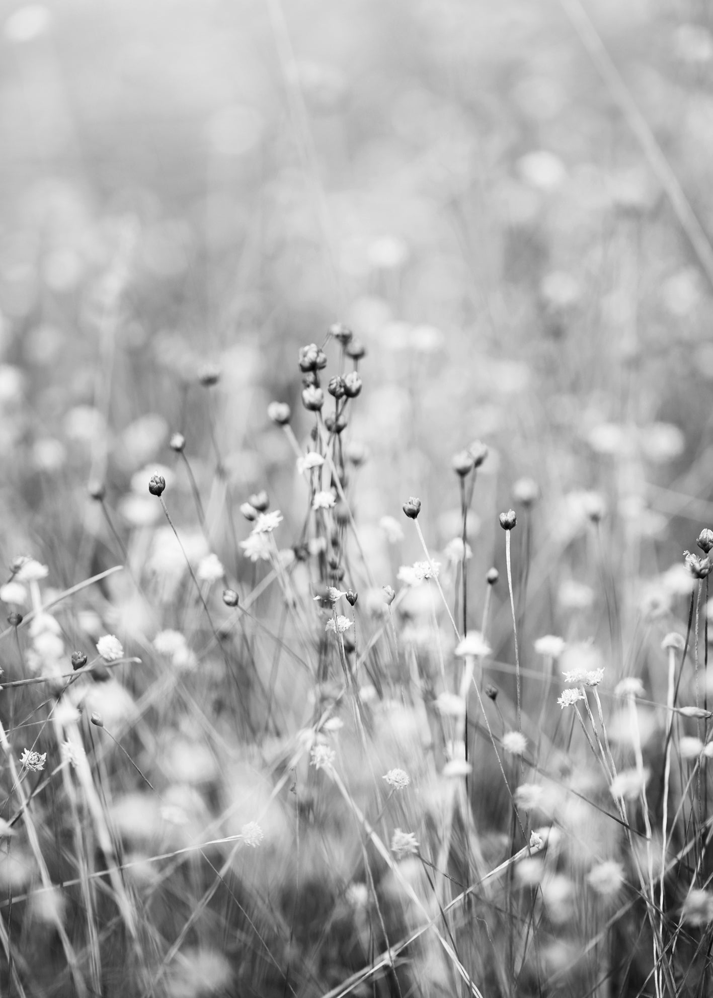 Canvastavla - Gray Field