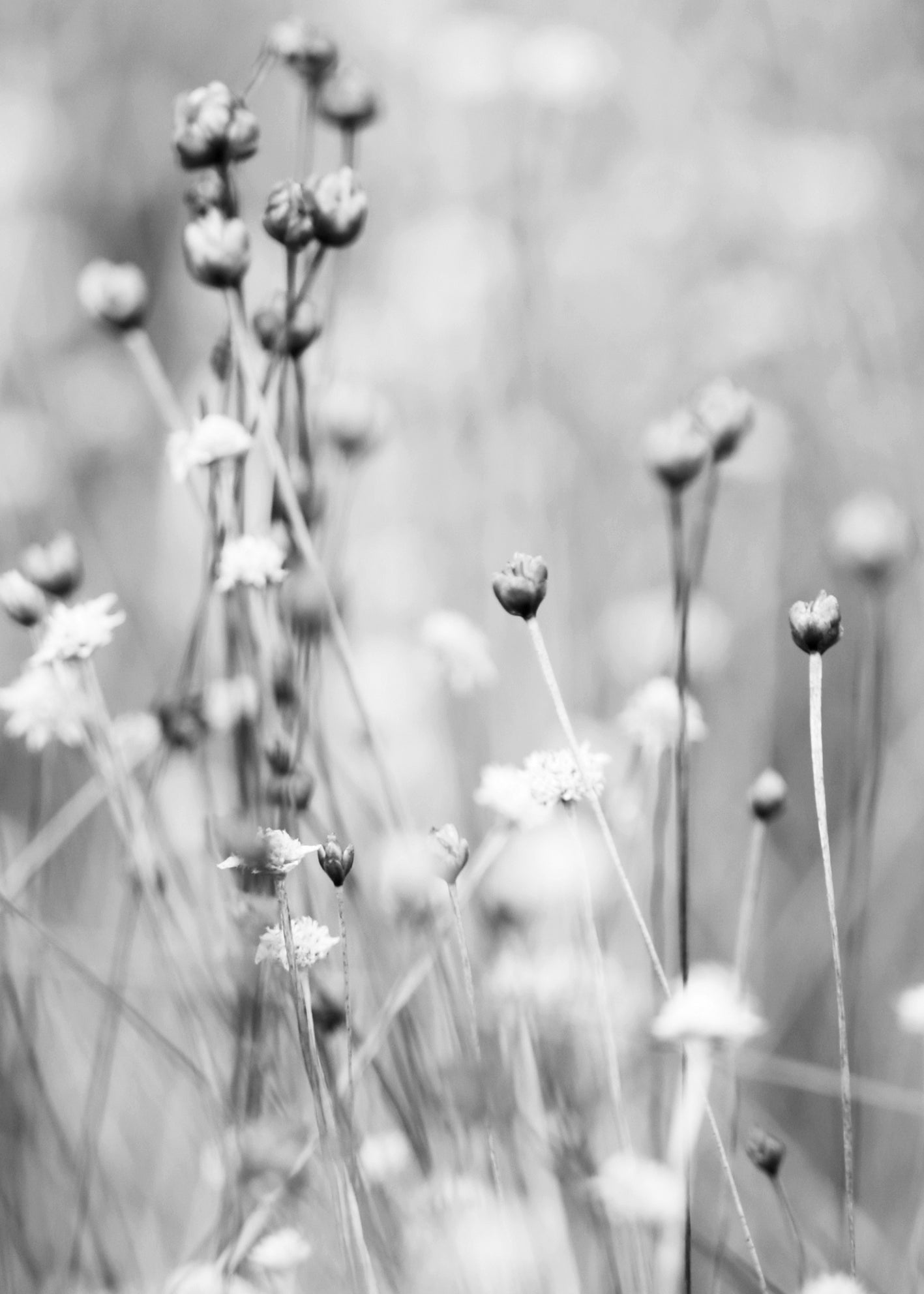 Canvastavla - Gray Field