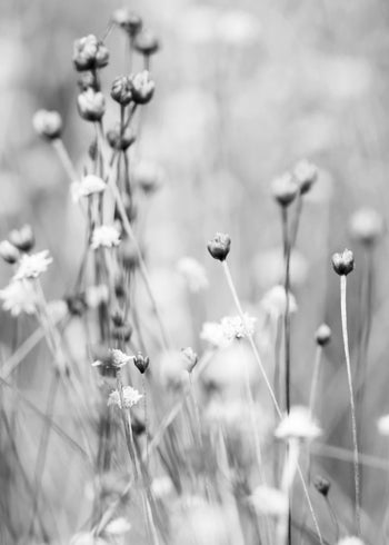 Canvastavla - Gray Field