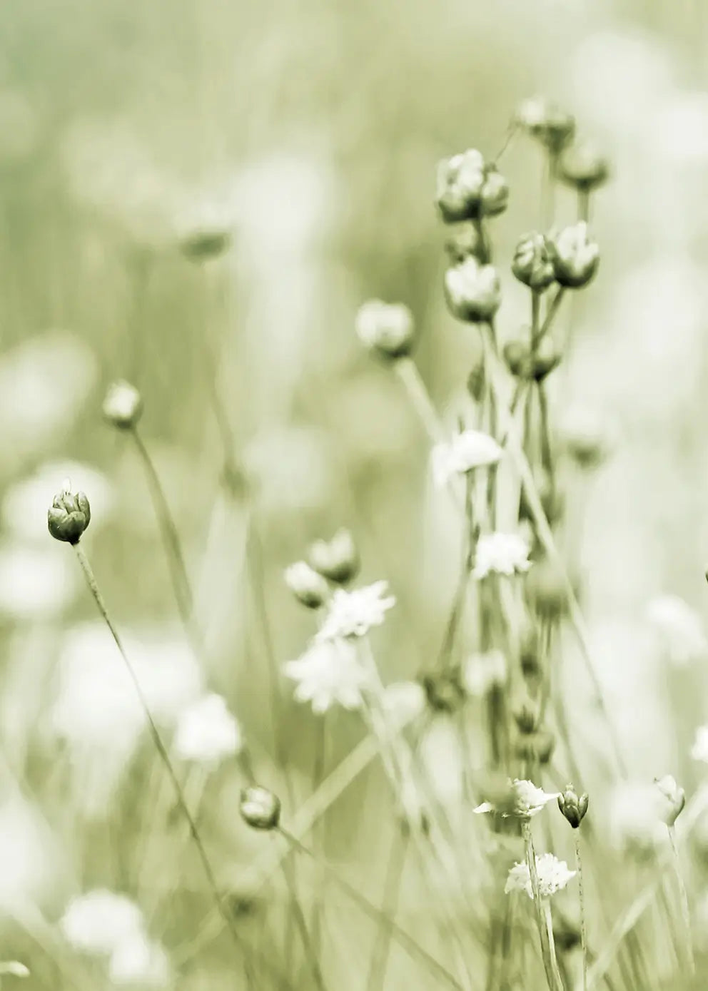 Canvastavla - Soft Meadow Bloom