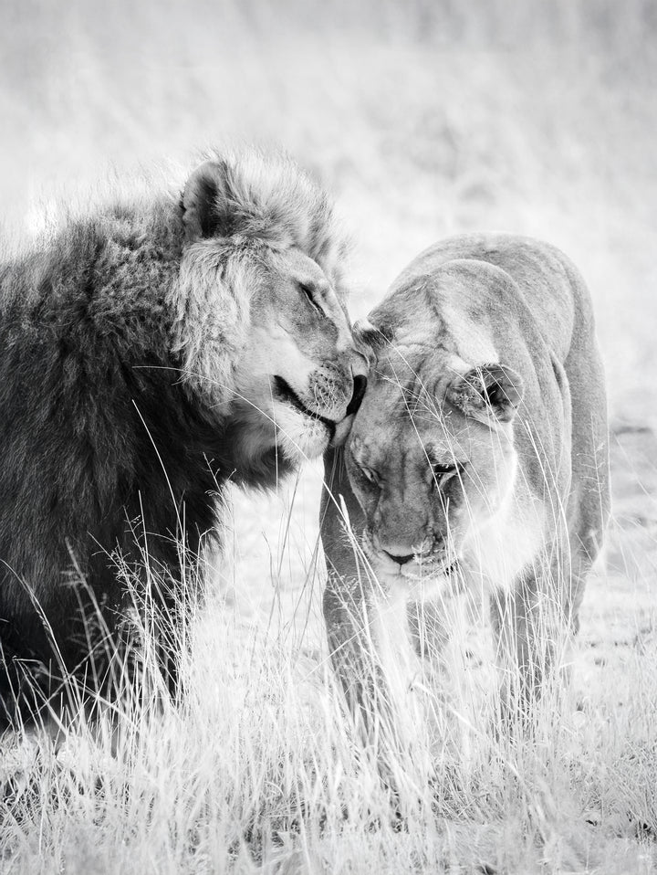 Plakat - A King Only Bows Down to His Queen | Gray