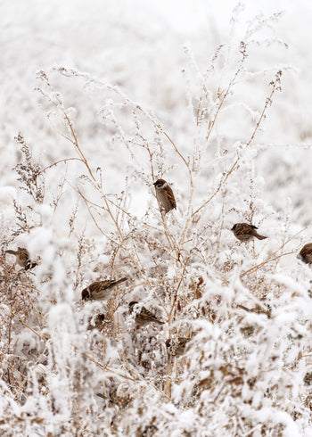 Canvastavla - Sparrows