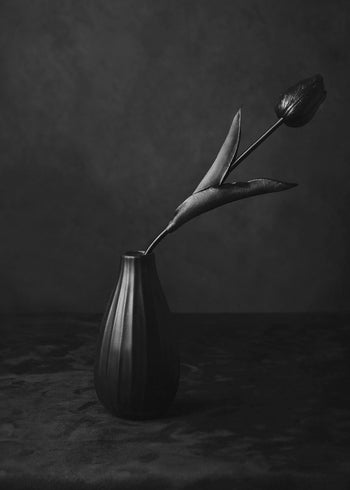 Canvastavla - Black Tulip