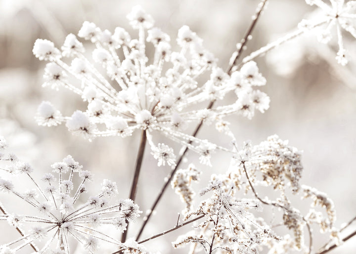 Canvastavla - Frozen Branches