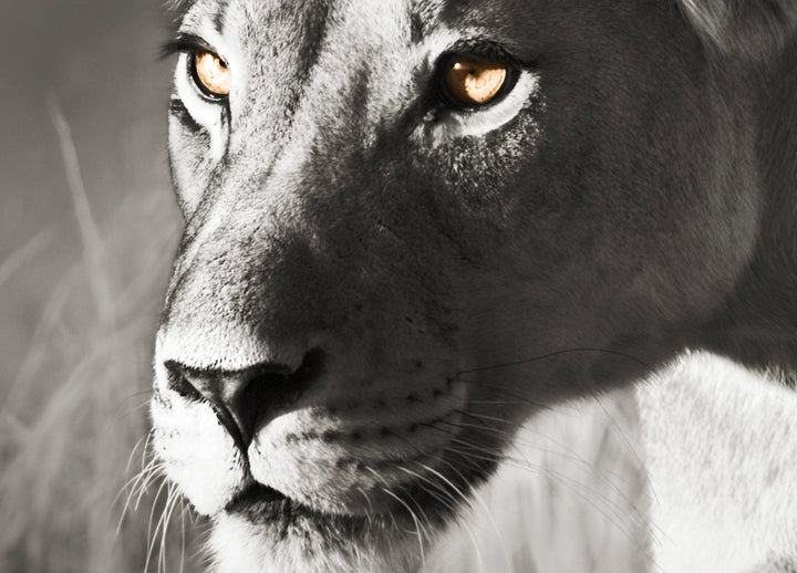 Canvastavla - The hunter