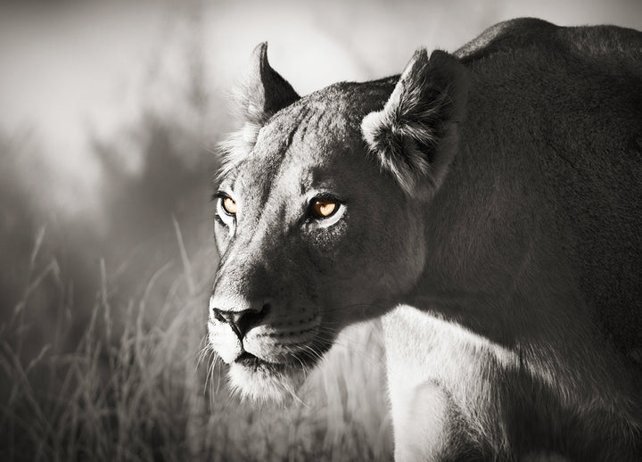 Canvastavla - The hunter