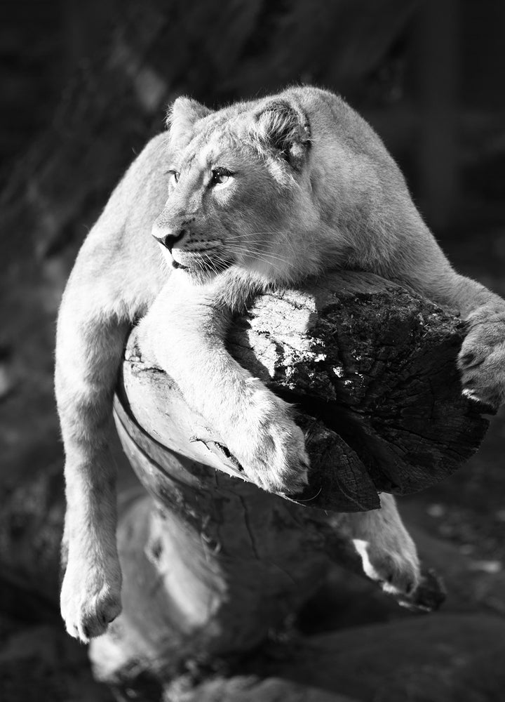 Canvastavla - Lurking lion