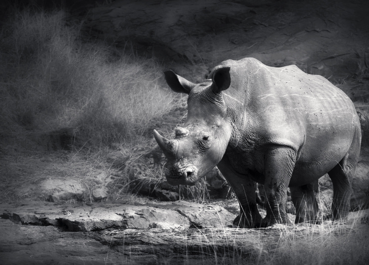 Canvastavla - Rhino in the night