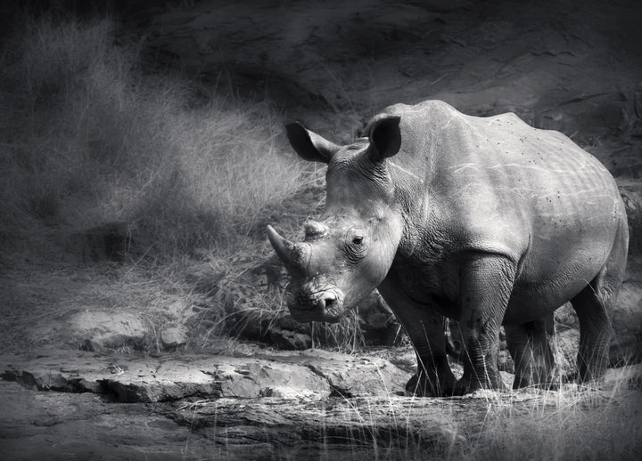 Canvastavla - Rhino in the night