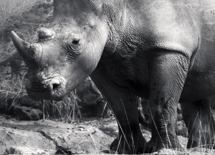 Canvastavla - Rhino in the night