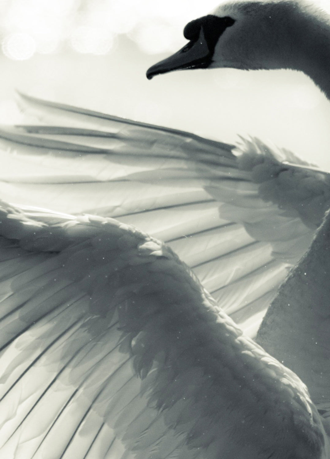 Canvastavla - Swan Lake