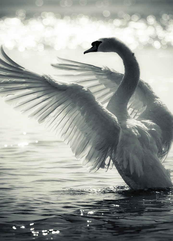 Canvastavla - Swan Lake